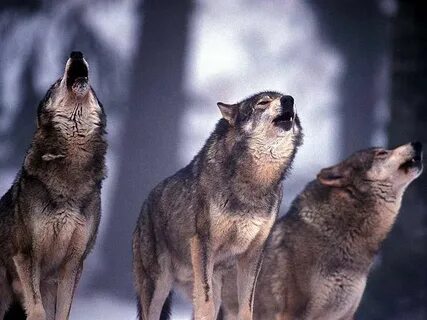 Des loups