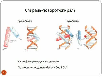 Быть представлена альфа спиралью стабилизироваться