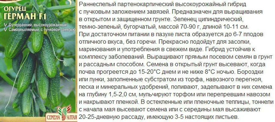 Нужно ли обрезать кончики огурцов при засолке. Огурец волжский f1. сорт огурцов для засолки в открытом грунте.