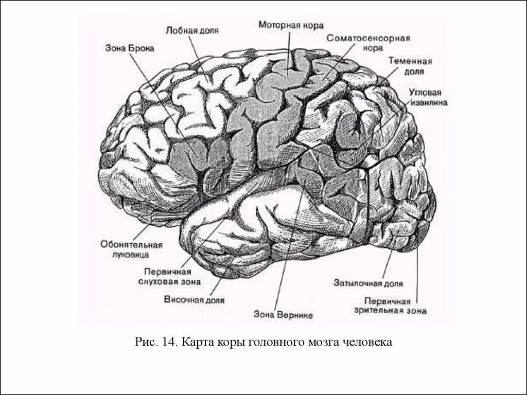 Центры в теменной доле. Строение лобной доли коры головного мозга. Локализация функций в лобной доле коры.