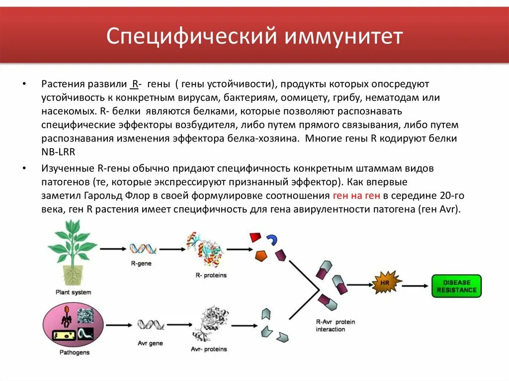 Иммунная устойчивость растений. Гены устойчивости растений. Специфичность первичной структуры. Ген резистентности