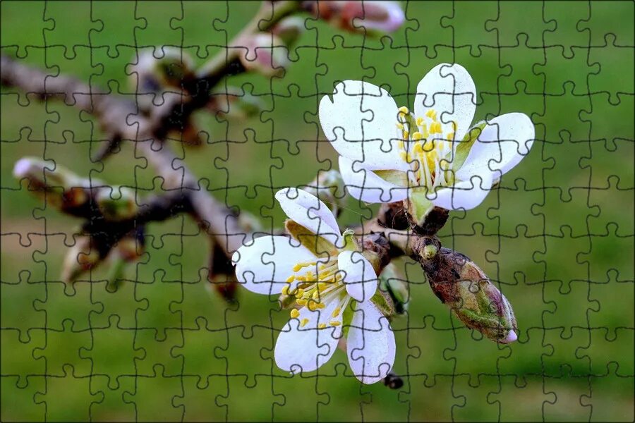 Миндаль розоцветные. Almond flowers. Миндаль обыкновенный (amygdalus communis). Миндальный орех дерево цветёт. Цветение миндаля в москве.