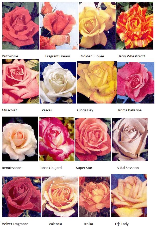 Названия разновидностей роз. Сорта роз Эквадор. Сорта эквадорских роз. Сорта чайно гибридных роз розового цвета.