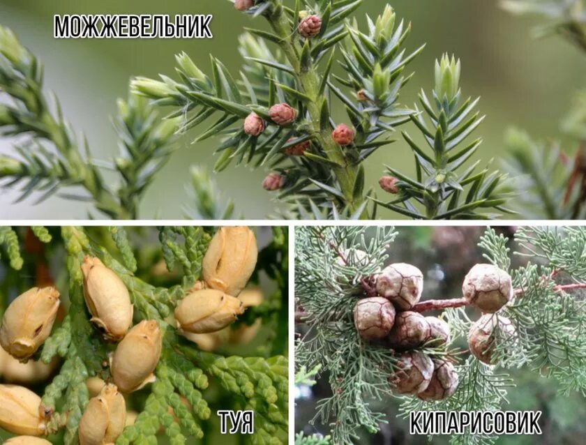 Туя кипарисовик. Туя и кипарис разница. Чем отличаются туи. Кипарис можжевельник туя различия. Пихта туя кипарис.