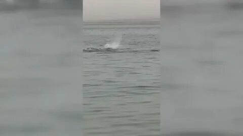 Египет съели