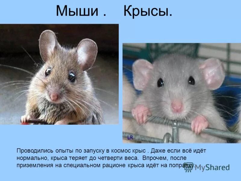 Крыса. Мышь и крыса разница. Крысенок и мышонок. Отличие мыши от крысы.