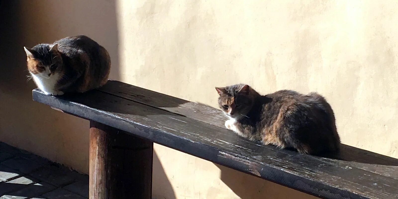 Прибавь коте. Прибавь коте