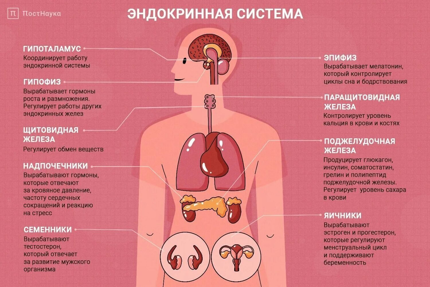 Из чего состоит эндокринная система. Гормональные железы эндокринная система. железы внутренней секреции вырабатывают гормоны которые. гормоны выделяются железами внутренней секреции. схема строения эндокринной системы.