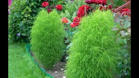 Кохия в открытый грунт