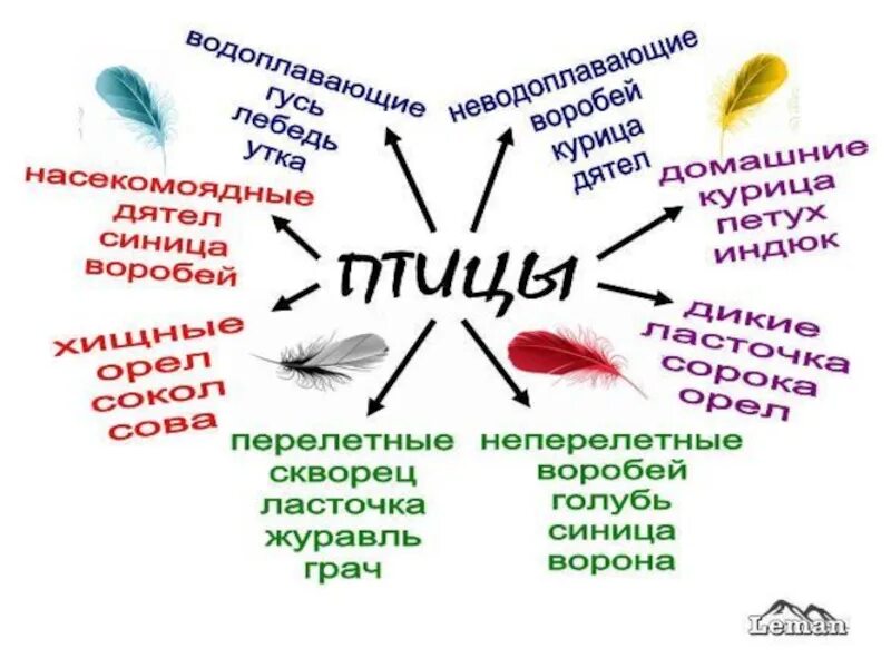 Интеллект карта птицы. Ментальная карта по птицам. интеллектуальную карта птиц. интеллект карта по птицам. интеллект карта птицы для дошкольников.