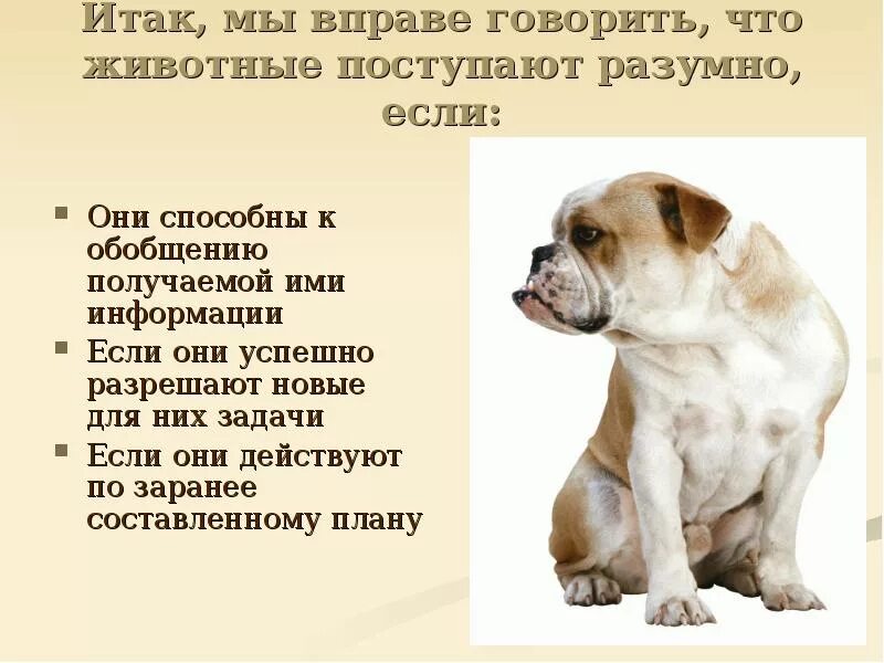 Что можно сказать о животных