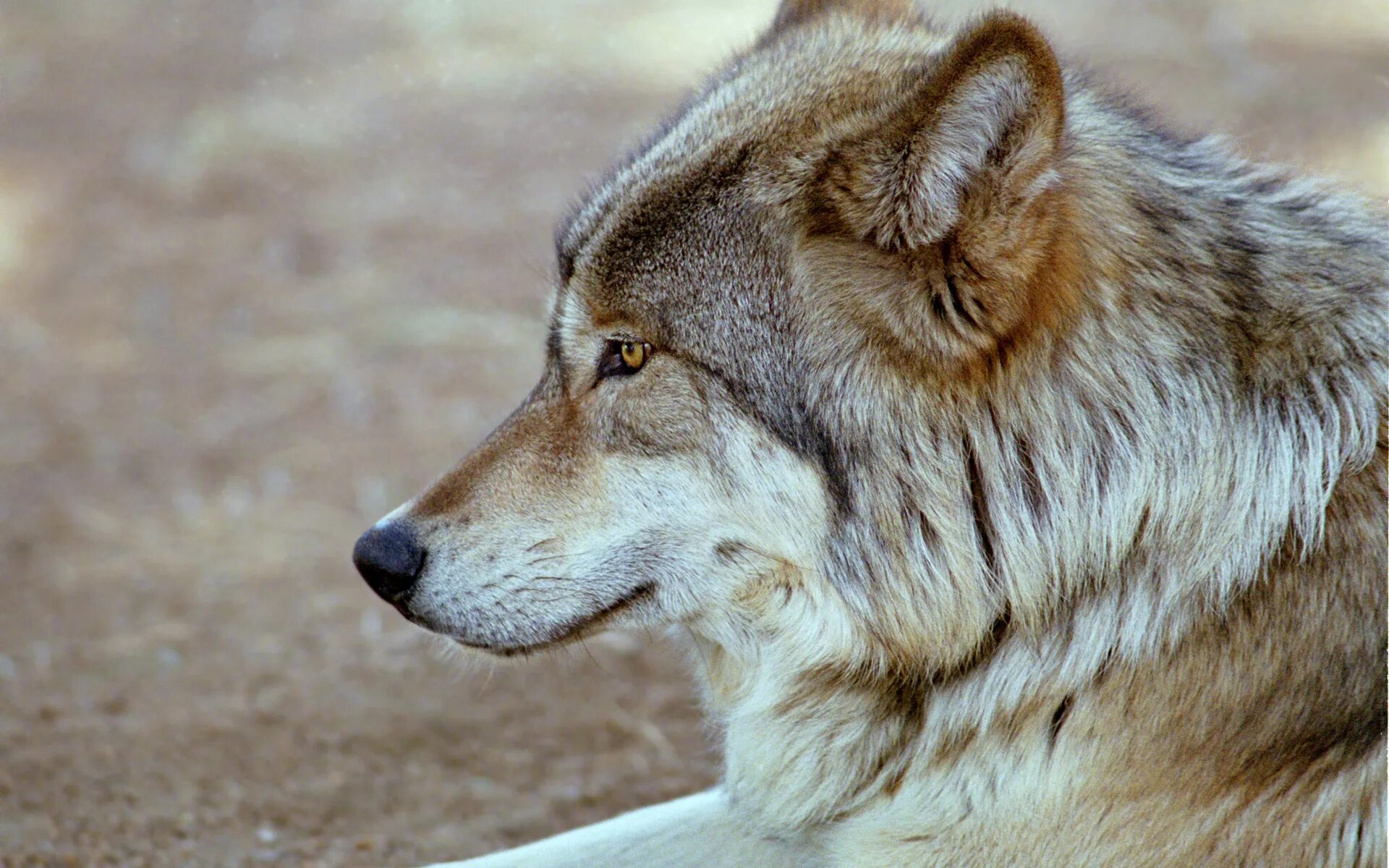 морда волка. волк со стороны. серый хищник волк. волк вид сверху. волк.