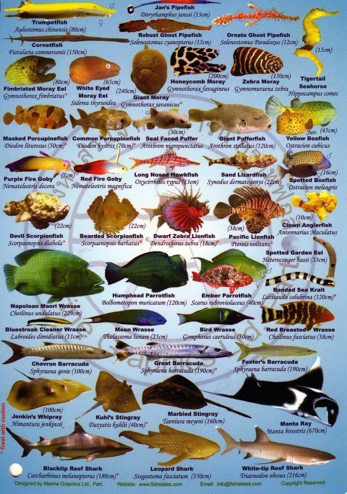 Красное море фото. Каталог красного моря. Рыбы обитающие в красном море в египте. Обитатели красного моря хургада. Таблица обитатели красного моря.