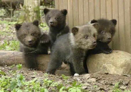 3 маленьких медвежонка