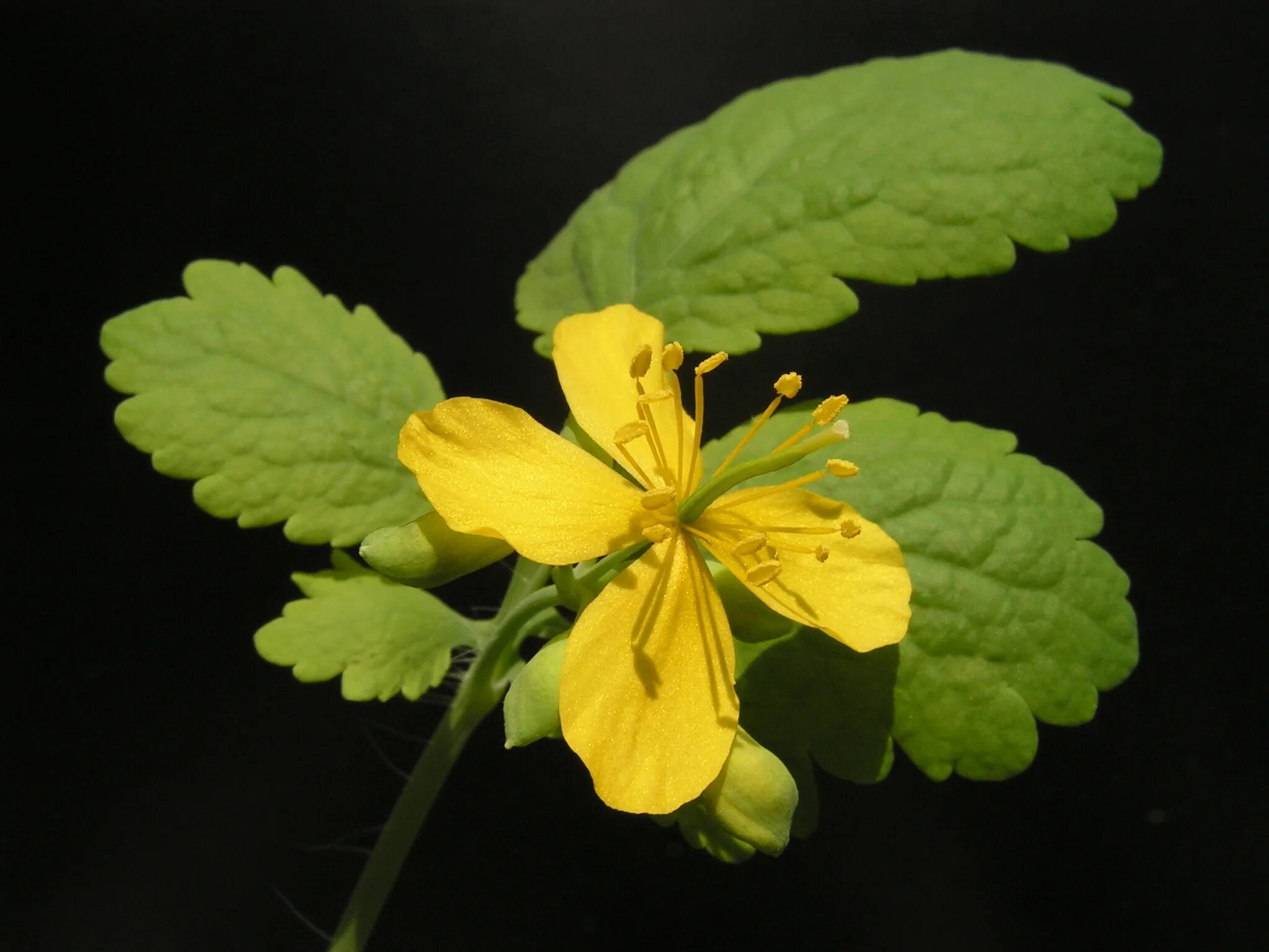 Chelidonium majus. Чистотел Chelidonium majus. Chelidonium majus гербарий. Chelidonium majus однолетнее. B. Chelidonium majus;.