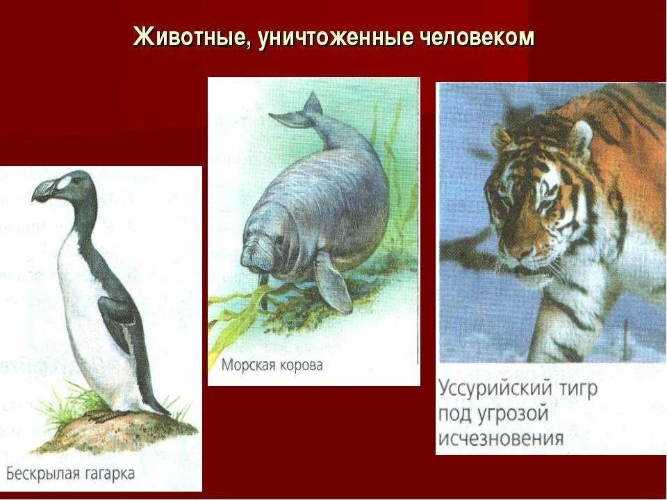 Примеры исчезающих животных. Вымирающие виды животных. вымершие виды животных из красной книги. красная книга вымирающие виды. животные которые нуждаются в охране.
