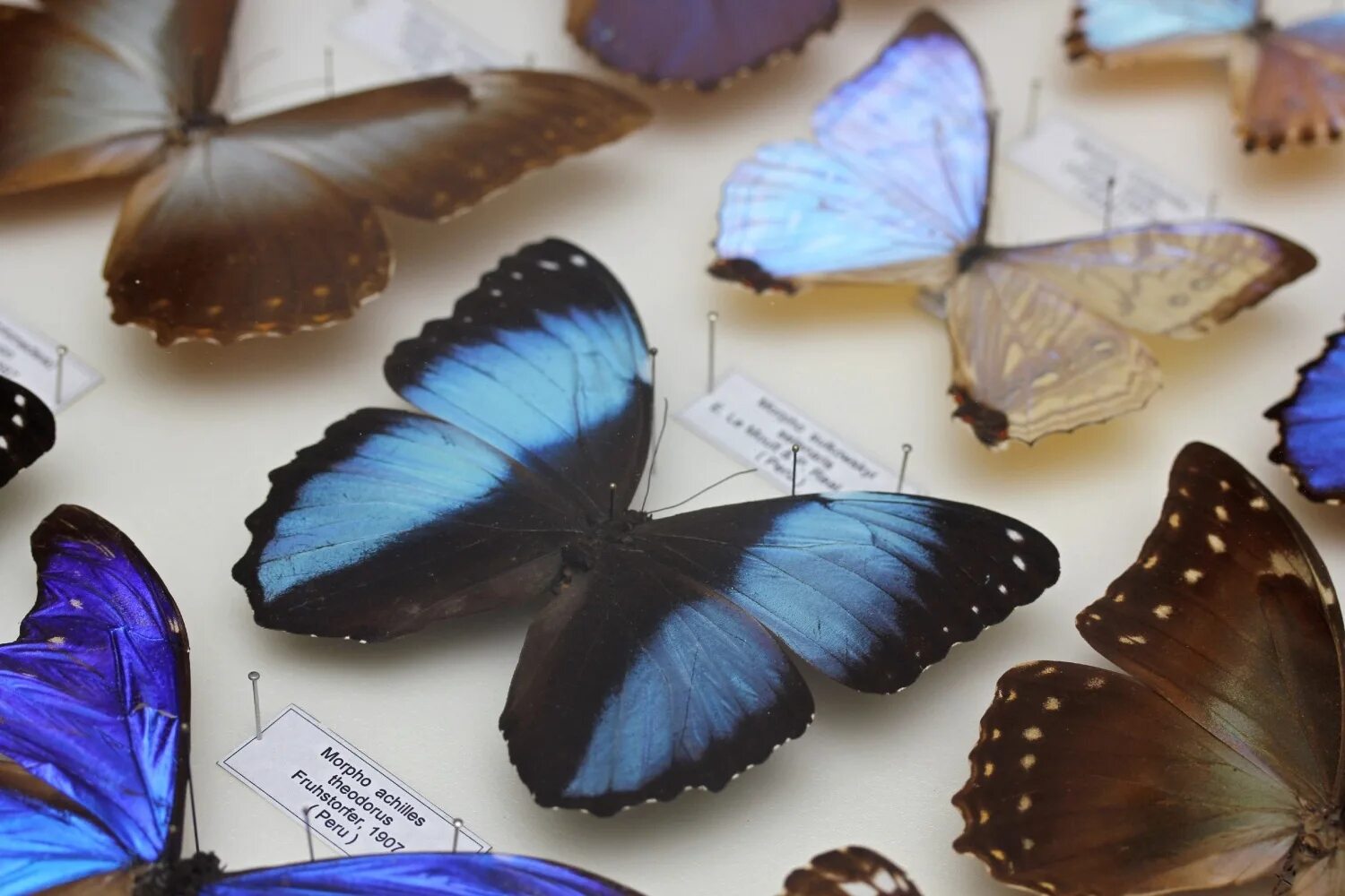 Выставка гигантских бабочек. Выставка гигантских бабочек. Выставка гигантских бабочек. Бабочки в ботаническом саду в москве. Выставка гигантских бабочек.