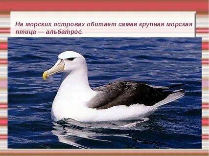 Альбатрос обитает