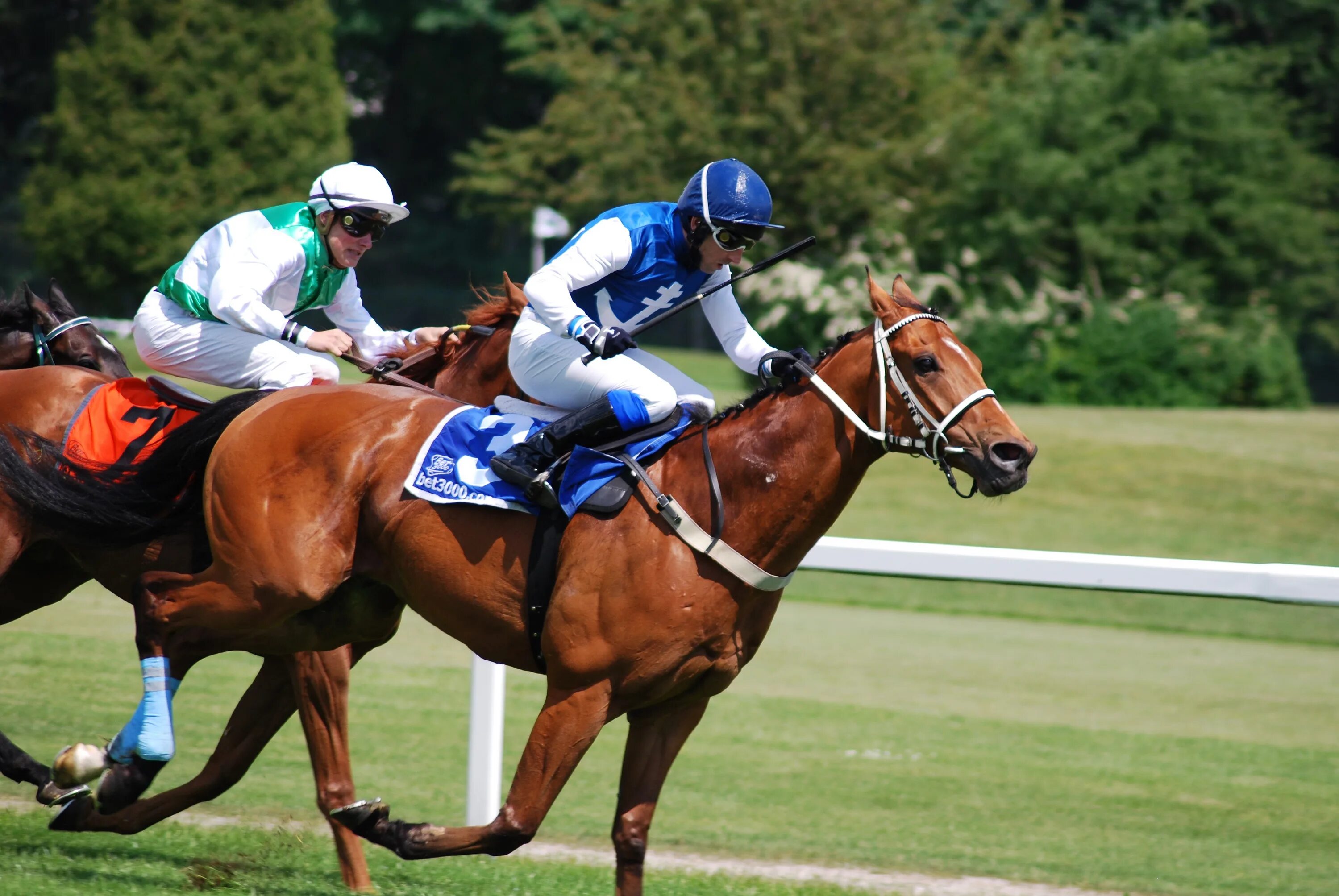 Horse sport. Жокей на ипподроме. Скачки на лошадях. Лошадь на скачках. Спортивные лошади скачки.