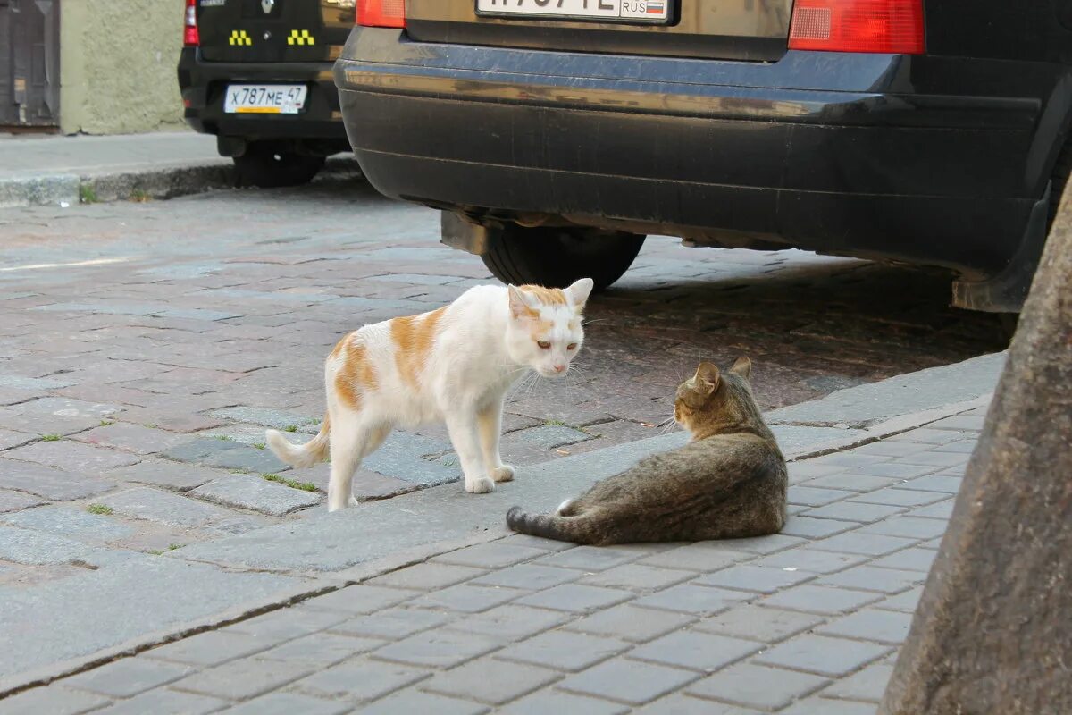 Коты выборга. Выборгский кот. кот в выборгском замке. коты выборга фото.