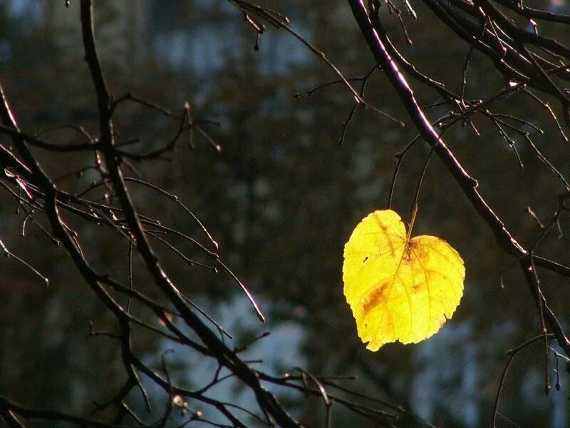 Желтый лист. Одинокий осенний лист на ветке. Последний листочек на дереве. Одинокий листик на дереве. Облетевшей березке