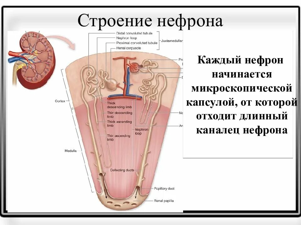 Рассмотрите рисунок строения нефрона. Капсула нефрона. Строение нефрона без подписей. Схема строения нефрона. Нефрон капсуласы.