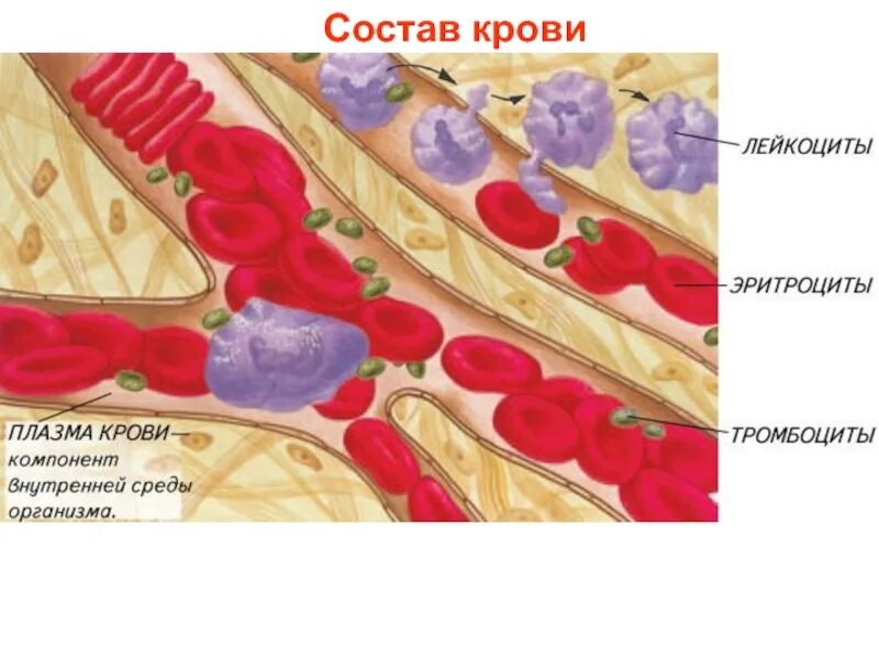 Внутренняя среда организма эритроциты. Внутренняя среда организма кровь. внутренняя среда организма состав крови. кровь-постоянство внутренней среды. состав крови постоянство внутренней среды.