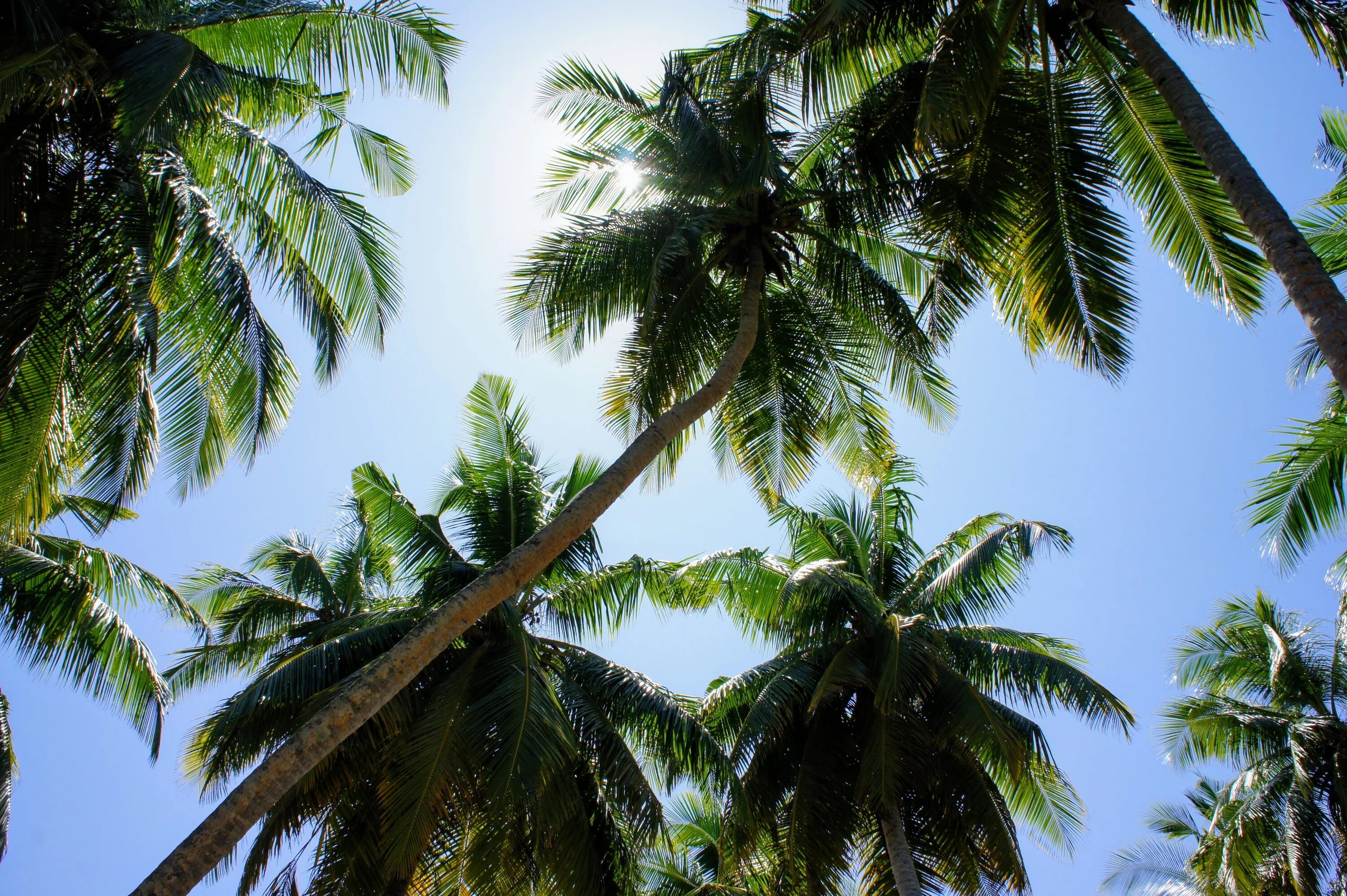 Тропические пальмы. Пальмы тропики. Тропический лес пальмы. Пальма дерево.