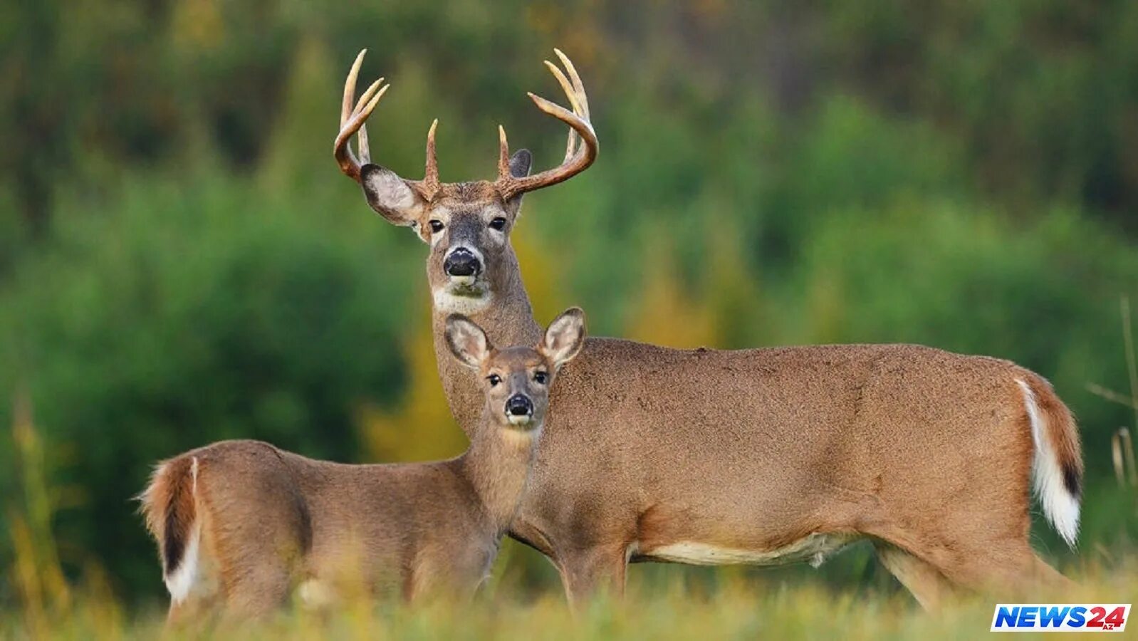 Моральные качества к животным. Мораль животное. Благородный олень изюбрь. Мораль животное. Характеристика оленя.