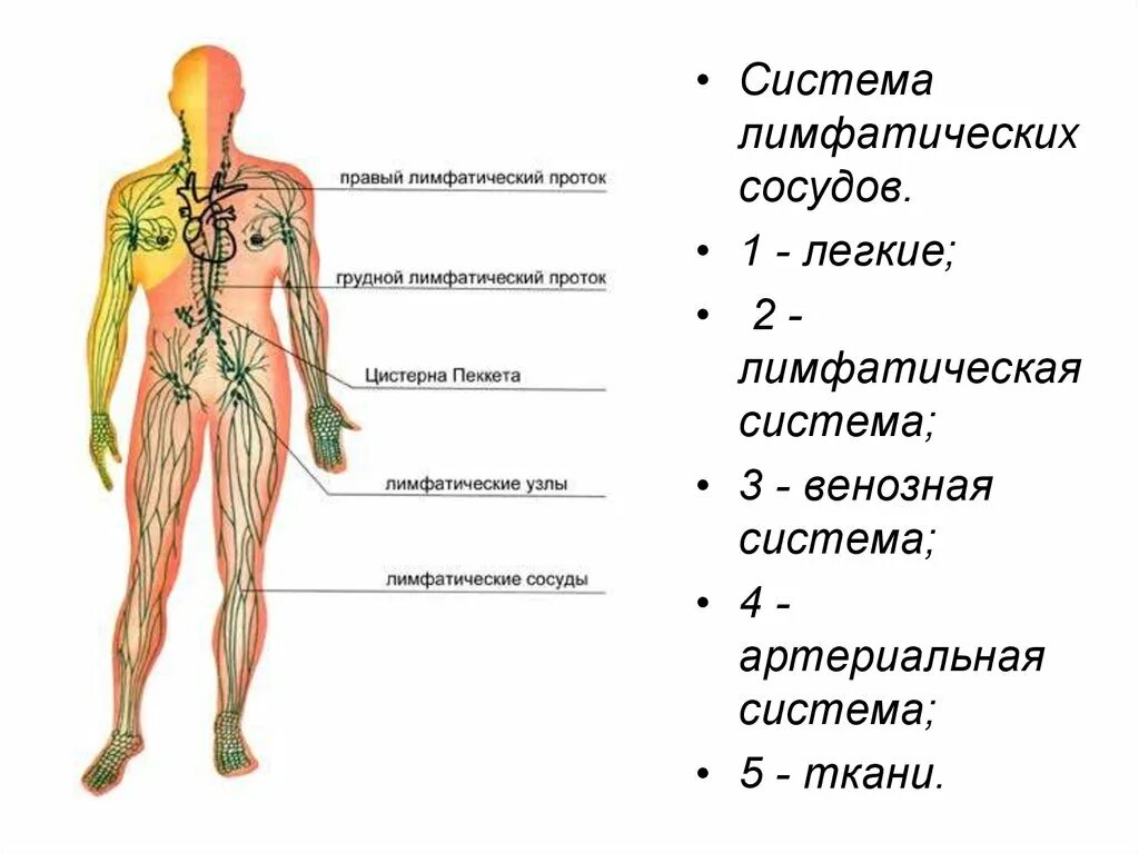 Начало лимфатических сосудов. Сосуды лимфатической системы. 3. Лимфатическая система. Строение лимфатической системы человека. Лимфатическая система человека схема.