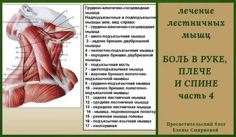 Воспаление грудино ключичного мышцы