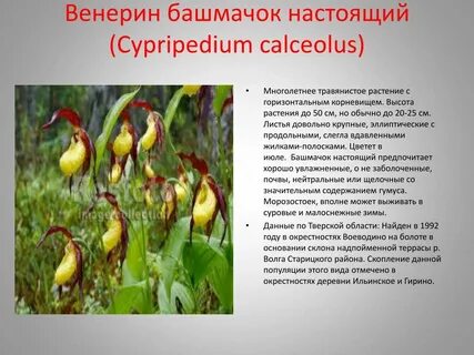 Венерин башмачок сообщение