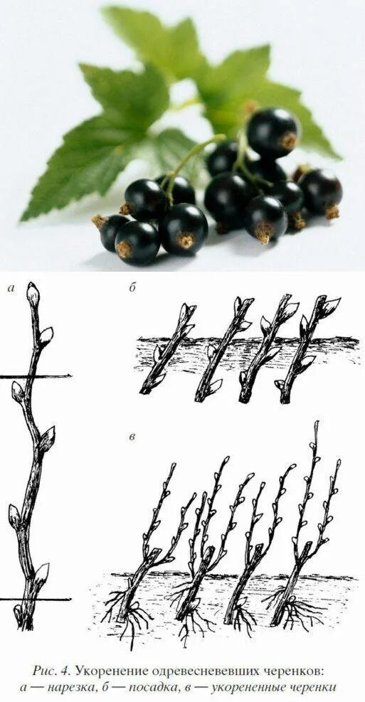 Как размножить смородину от куста. Размножение крыжовника черенками летом. Крыжовник черенковать размножить. Размножение смородины черенками. Отводки крыжовника.