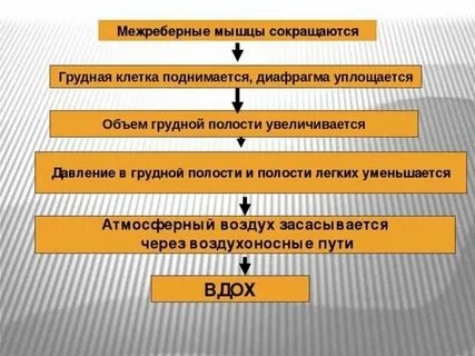 Установите последовательность процессов вдоха и выдоха