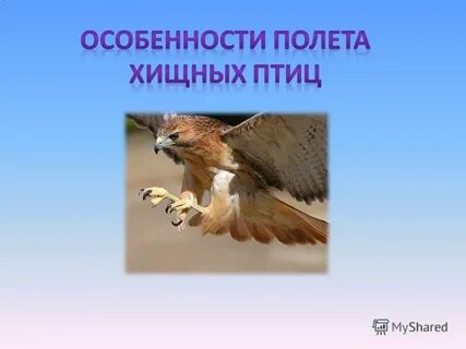 Особенности полета птиц