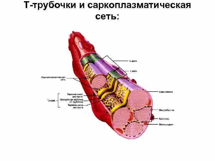 Цистерны саркоплазматического ретикулума
