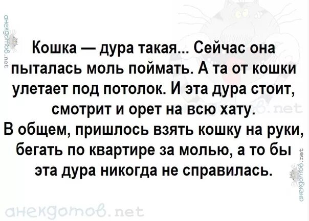 Описание дура. Кошка идиотка. Продам кота сатану. "Продается кошка" сцена. Человек-кошка, дура!.