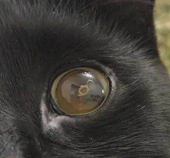 Расширенные зрачки у кошки