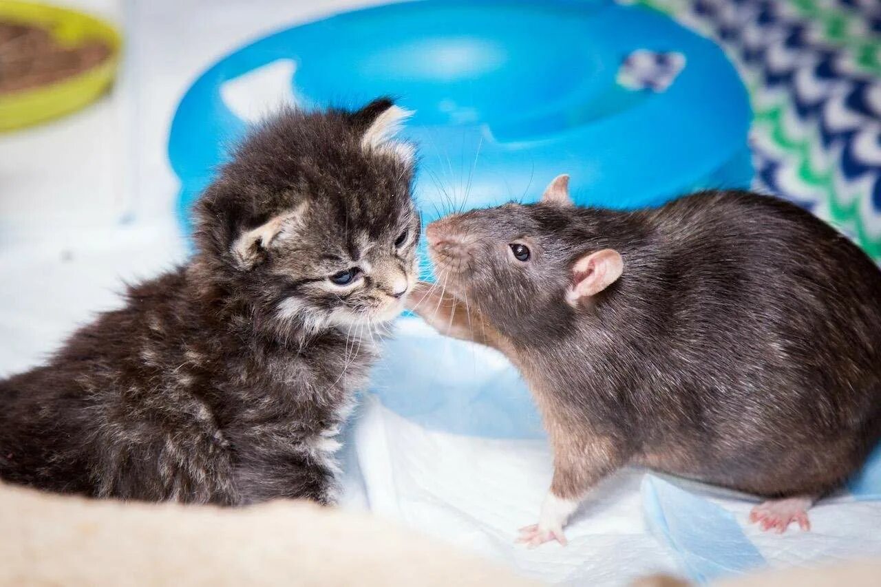 Котенок мышь. Котенок и крыса. Котенок и крысенок. Кот и мышка. Кошка и крыса дружат.