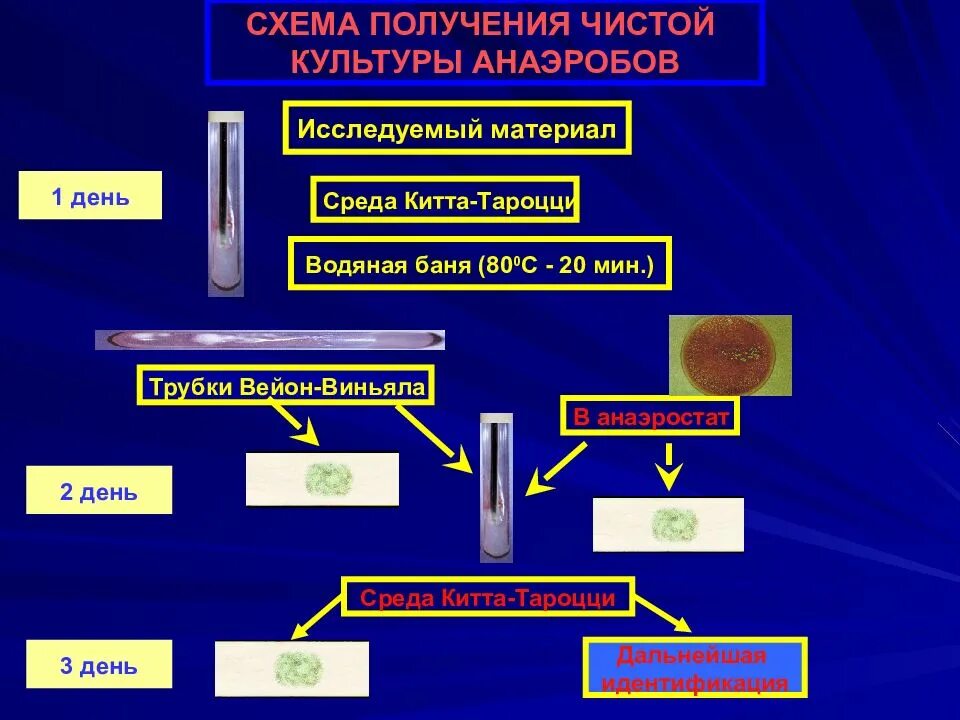 Схема выделения чистой культуры анаэробов. Схема выделения чистой культуры анаэробов микроорганизмов. Этапы выделения чистой культуры бактерий анаэробов. Схема выделения чистой культуры анаэробных микроорганизмов. Этапы анаэробных организмов