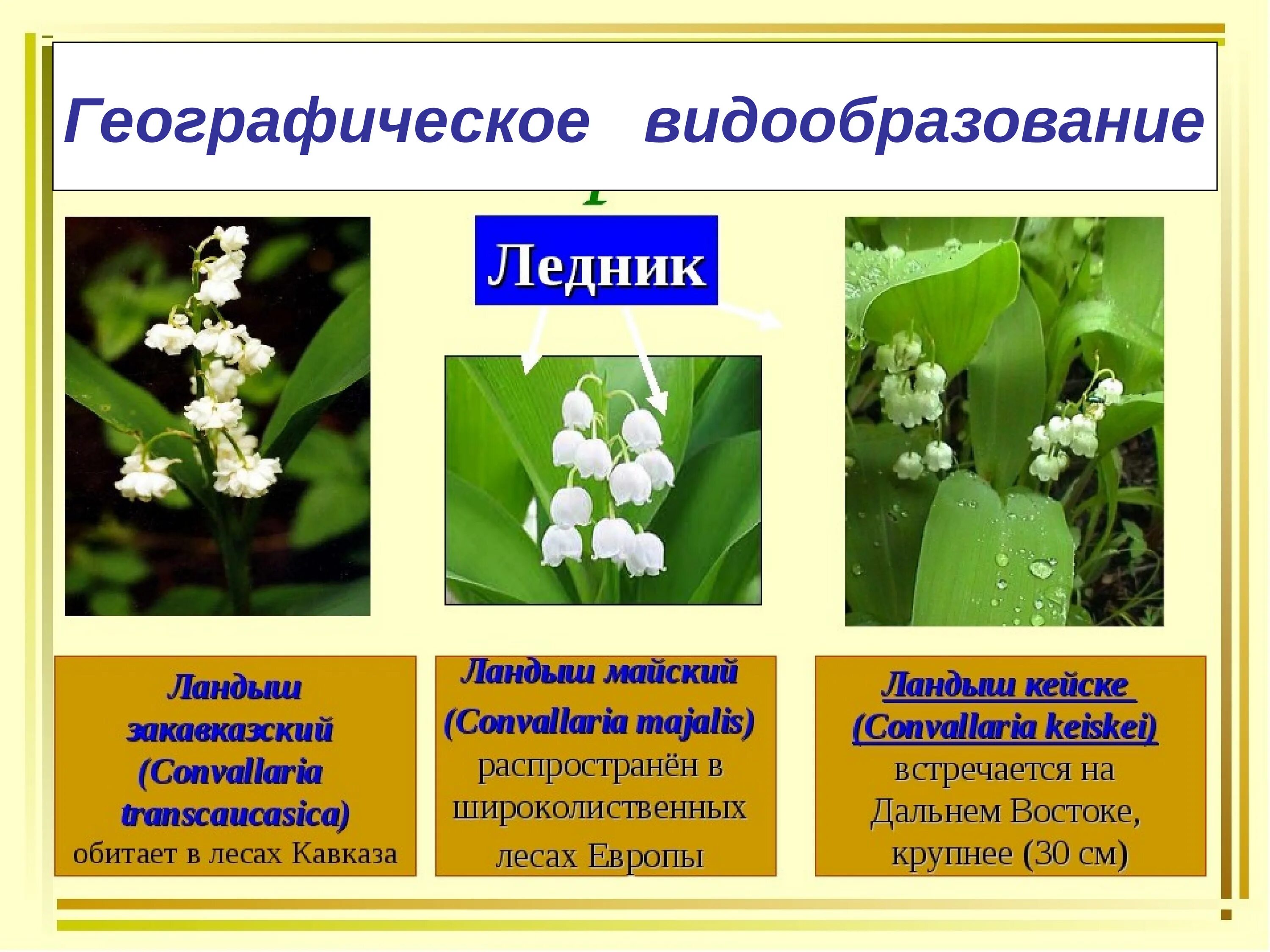 Процессы видообразования микроэволюция. Видообразование. Географическое видообразование. Экологическое видообразование. Географическое и экологическое видообразование.