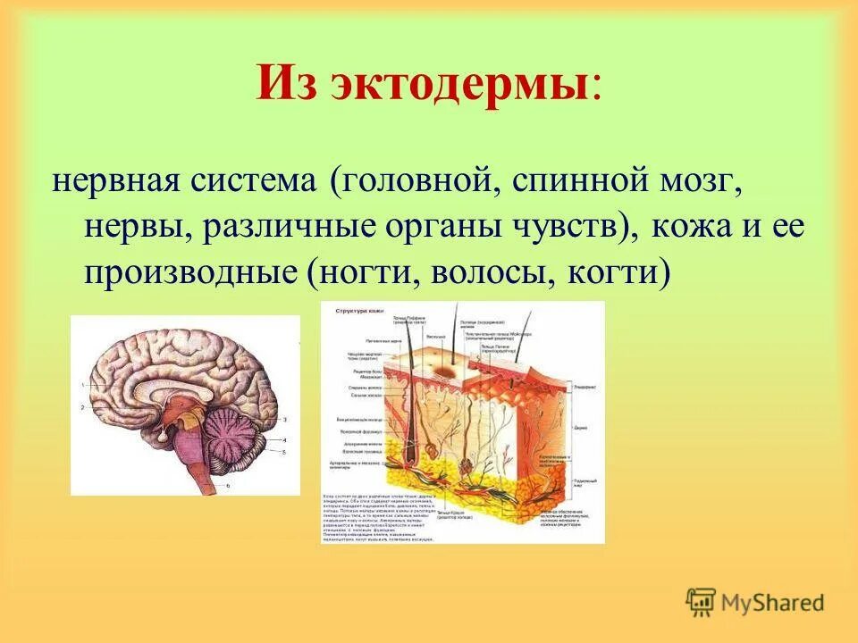 Что развивается из эктодермы. Эктодерма ткани. Эктодерма рисунок. Эктодерма система органов. Первичная трубка первичная кишка хорда мезодерма.