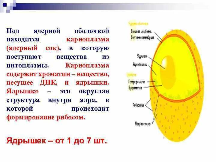 Какой основной компонент содержится в цитоплазме. Ядро ядерная мембрана кариоплазма ядрышки. Ядерный сок строение и функции. Ядерный сок кариоплазма. Кариоплазма строение.