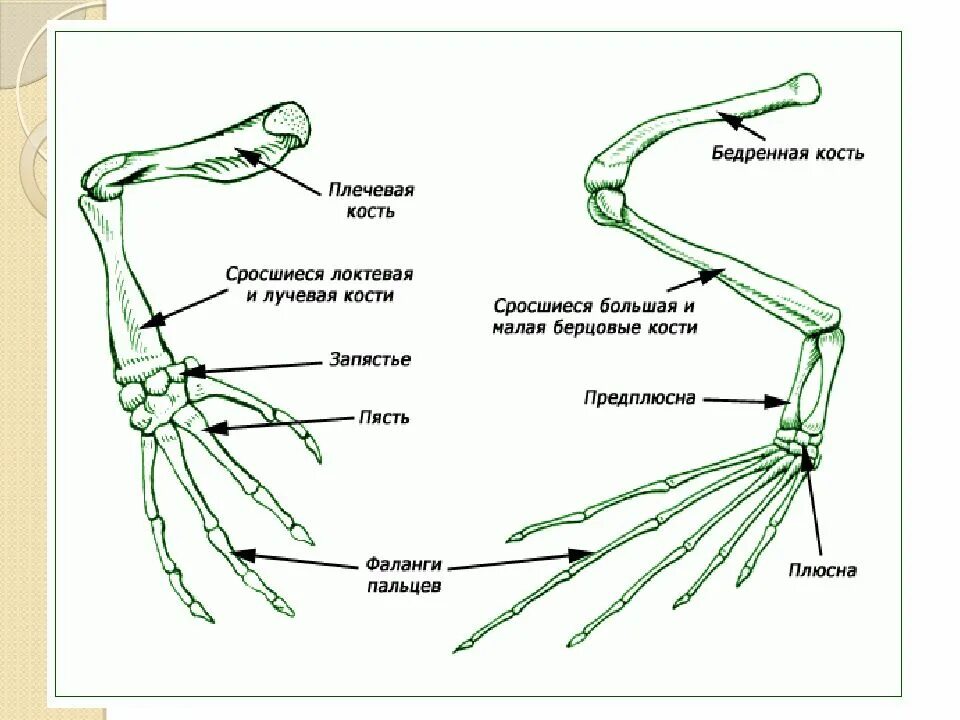 Строение передних конечностей птицы. Скелет задней конечности собаки. Строение передних конечностей птицы. Строение передней конечности птицы скелет. Особенности конечностей птиц.