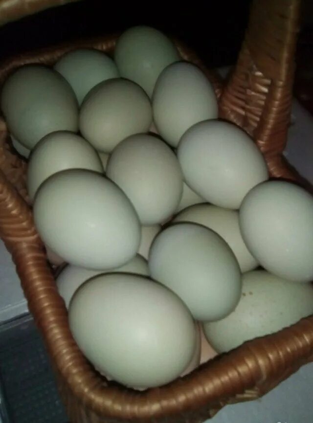 Куплю инкубационное яйцо кур породы. Маран Амераукана. Инкубационное яйцо Маран. Инкубационное яйцо амеруакан. Яйца кур Амераукана.