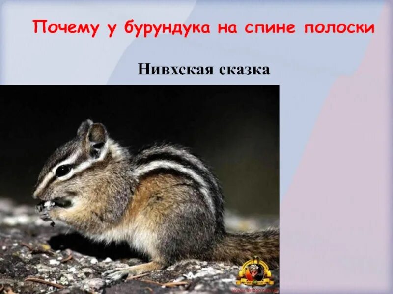 Барсук и бурундук. Почему у бурундука полоски на спине сказка. белка с двумя полосками на спине. размер бурундука взрослого. животное с тремя полосками на спине.