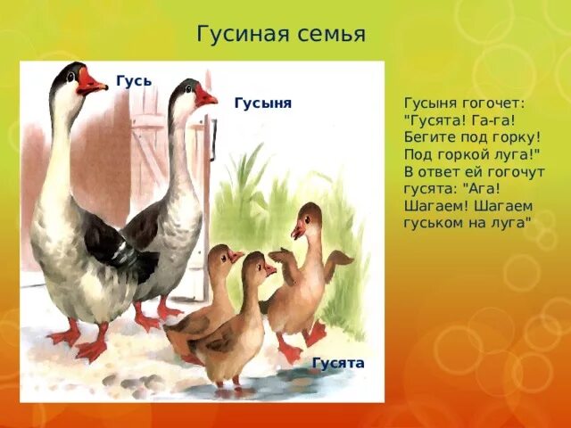 Семейство гусей. Семья гусей. Гусь гусыня гоготал.