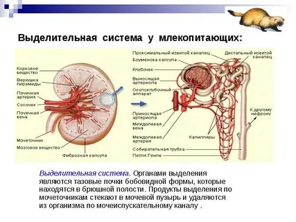 Мочевая система животных