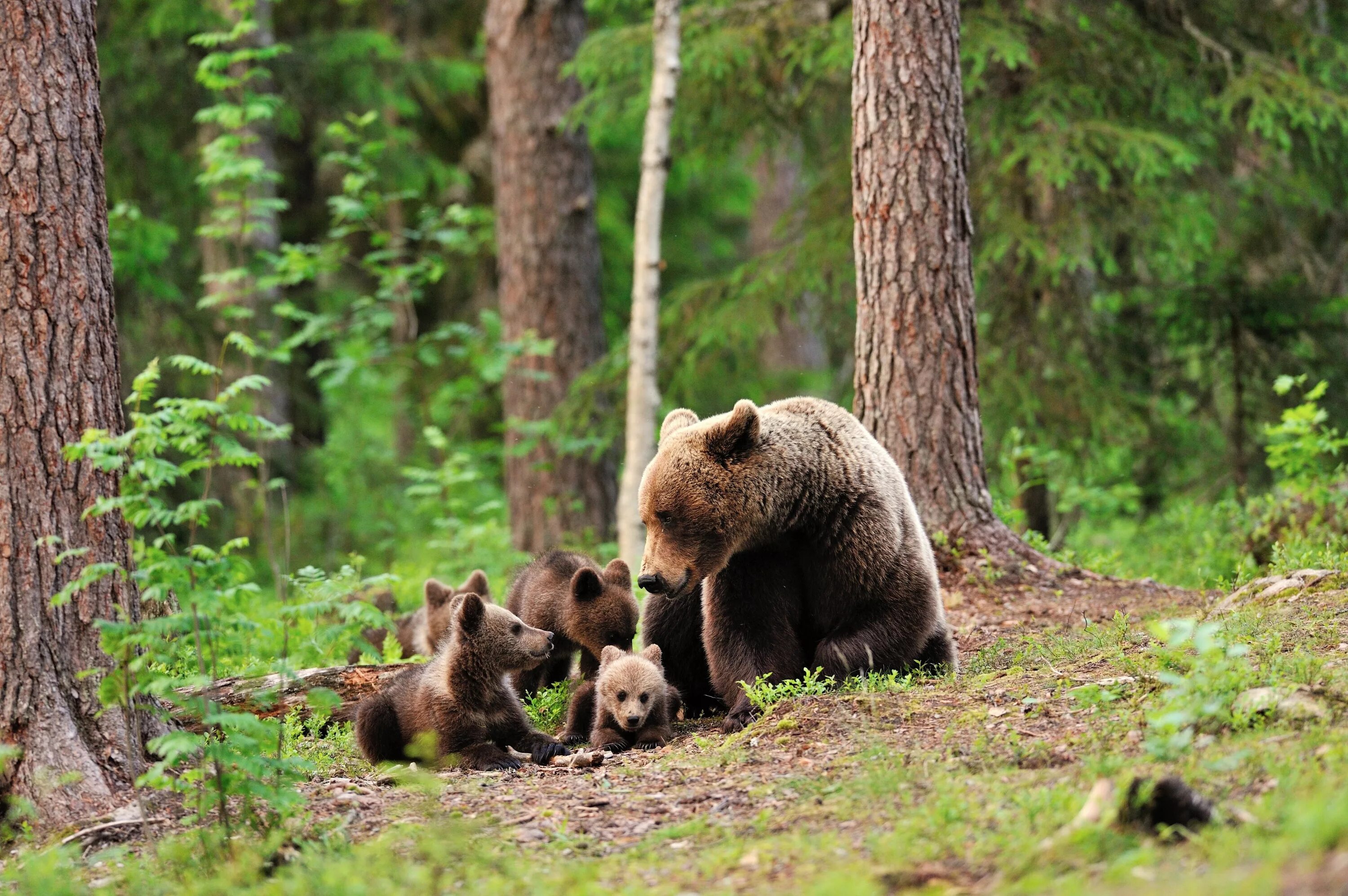 Лесные животные. Медведица с медвежатами. Звери в лесу. Животные тайги.