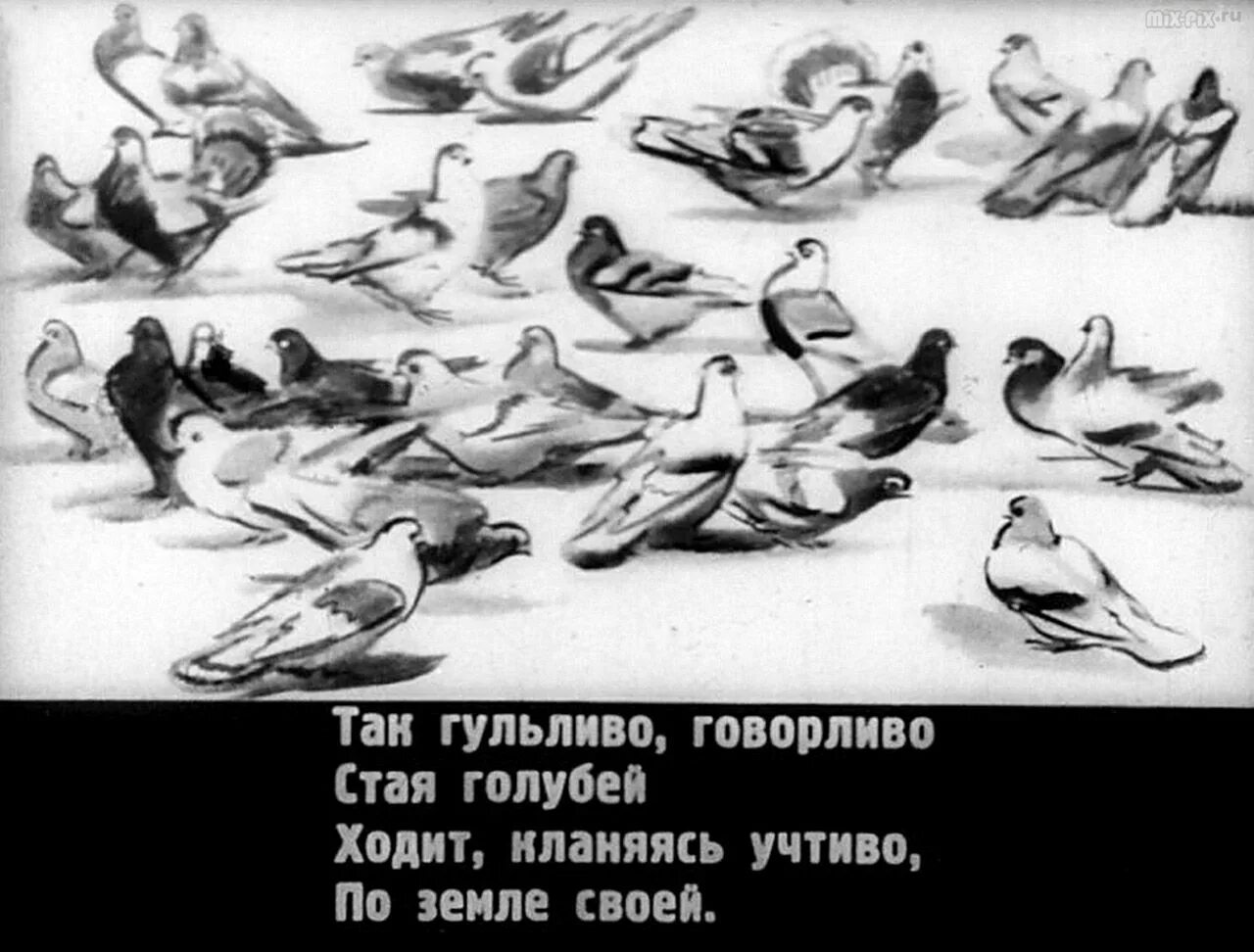 Петь песни голуби. Маршак голуби. Маршак голуби стих. Маршак голуби иллюстрации.